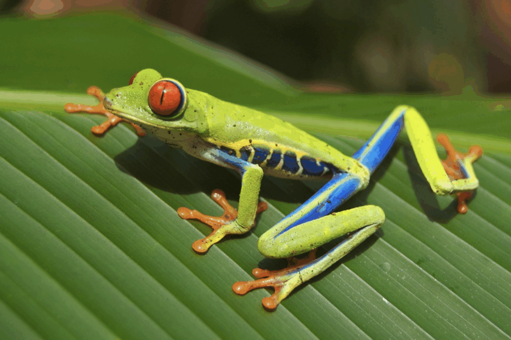 Green and blue frog from Costa Rica