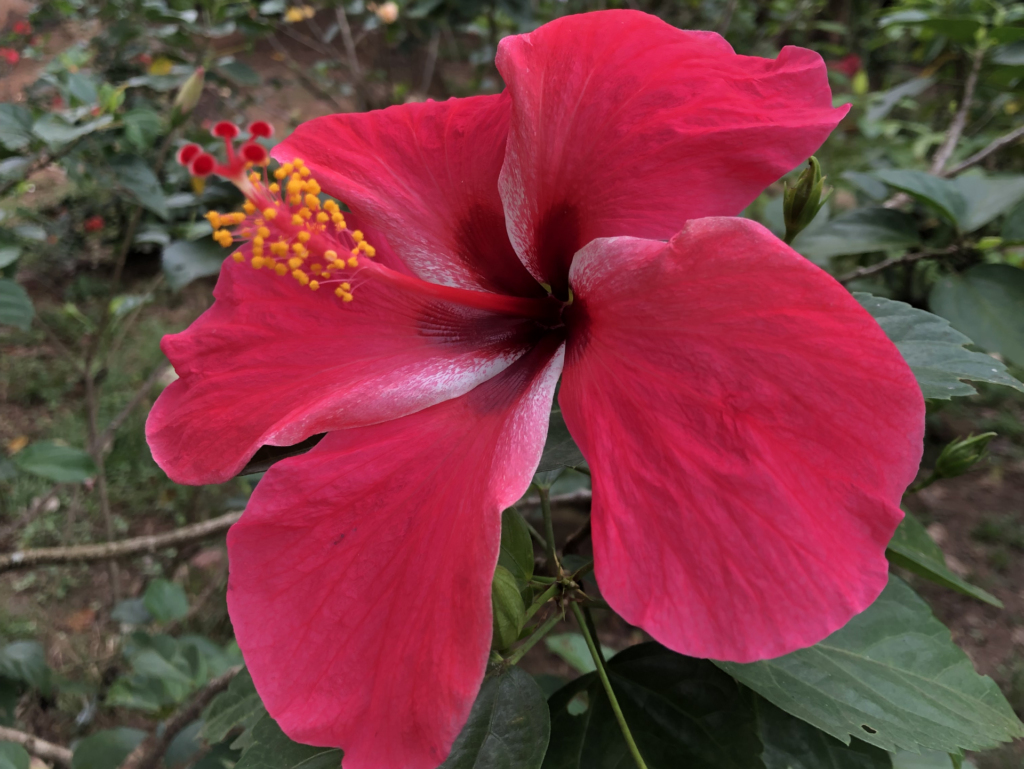 Pink hibiscus flower from Nicaragua