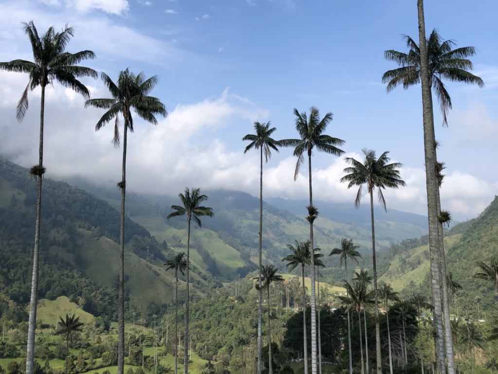 Tallest palm trees in the world in Colombia