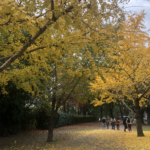Autumn yellow trees next to the Recoleta cemetery