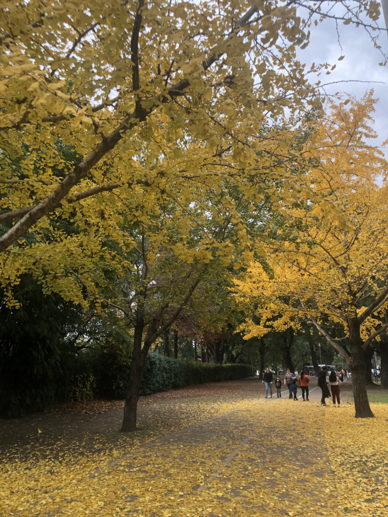 Autumn yellow trees next to the Recoleta cemetery