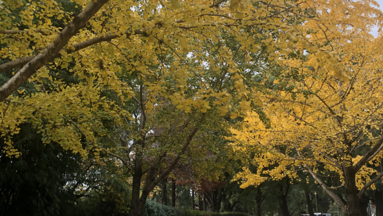 Autumn yellow trees next to the Recoleta cemetery