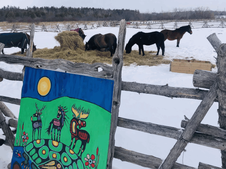 Horses in snowy Canada, in North America