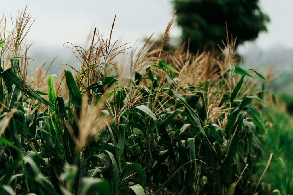Corn field in El Salvador, Central America
