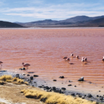Pink flamingos in Bolivia