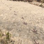 Dinosaur steps in Bolivia