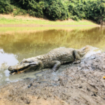 Caiman in the Bolivian Amazon