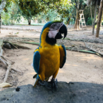 Lola, a parrot in the Bolivia Amazon