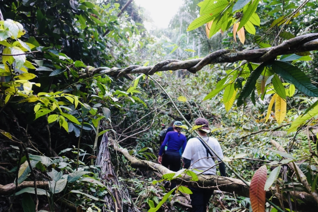Walking through the Amazon, a fabulous experience during Bolivia travel