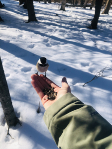 Feeding a bird in snowy Ottawa