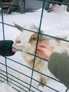 Goat in Madahoki, Ottawa, Canada